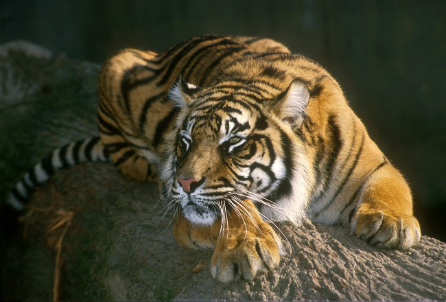 tigris nőstény, 32